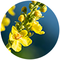 Mullein extract
