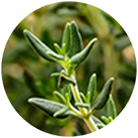 Thyme extract